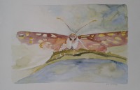 /album/fotogalerij/a2004-bont-zandoogje-jpg/
