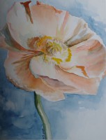 /album/fotogalerij/a2004-klaproos-jpg/