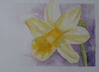 /album/fotogalerij/a2004-narcis-compl-kleuren1-jpg/