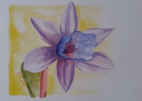 /album/fotogalerij/a2004-narcis-compl-kleuren2-jpg/