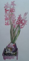 /album/fotogalerij/a2003-hyacinth-jpg/