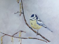 /album/fotogalerij/a20170209-pimpelmees-jpg1/