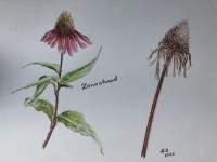 /album/fotogalerij/a20200913-zonnehoed-jpg1/