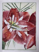 /album/fotogalerij/a20201009-amaryllis-jpg/