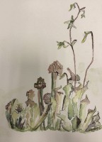 /album/fotogalerij/a20201015-vleesetendeplantjes-jpg1/