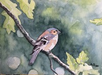 /album/fotogalerij/a20210320-vink-jpg/