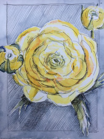 20170413: ranonkel, 30x40 aquarel met fineliner