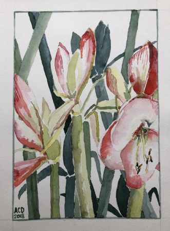 20181207: Amaryllis aquarel 30x40 cm