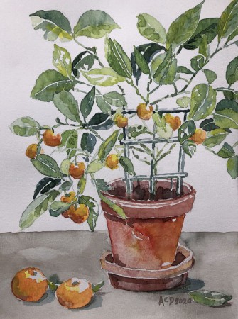 2020 03 05: Sinaasappelboompje aquarel, 30x40 cm