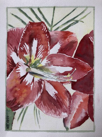2020 10 09: Amaryllis, aquarel, 30x40 cm