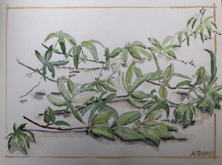 2020 12 12: Groene takjes van passiebloem en jasmijn, aquarel, 30x40 cm