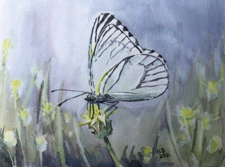 20210416: Geaderd Witje aquarel 30x40